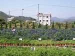 FanlingLavender14