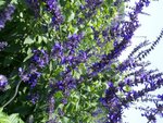 FanlingLavender16