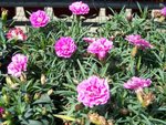 FanlingLavender28