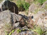 PatSinLeng039