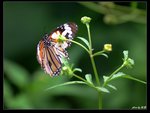 IMG_0073