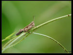IMG 0086