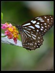 IMG_0104