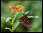 IMG_0110