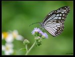 IMG_0121