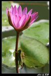 IMG_4799