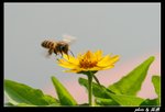 IMG_4822
