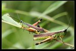 IMG_5003