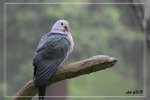 IMG_9904