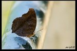 IMG_0434