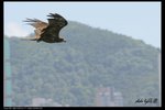 IMG_0049