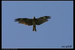 IMG_0130