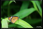 IMG_0976