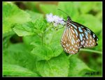 IMG_0987