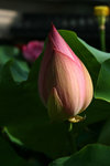 IMG_0484