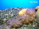 DSCF2052