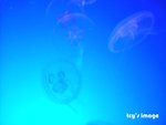 DSCF2055
