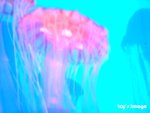 DSCF2061