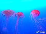DSCF2062
