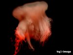 DSCF2068