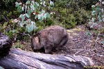 找了二天的野外~Wombat