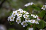 IMG_0306