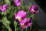 IMG_9661