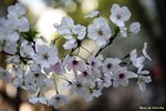 IMG_9670