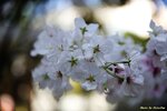 IMG_9671
