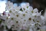 IMG_9674