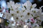 IMG_9680