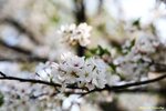 IMG_9925