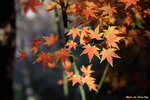 IMG_9754
