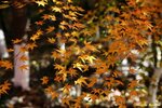 IMG_9804
