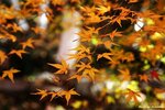 IMG_9810