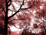 tree1