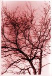 tree2