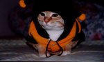 cat1