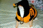 cat2