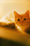 cat3