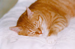 cat4