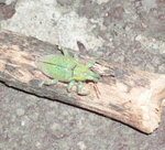 P1010121