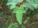 CIMG0049