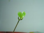 greenleaf1