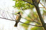 nef-DSC_6227-crop