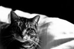 Cat's Head(Dodged Face)