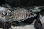 Altolamprologus calvus - White 3_resize