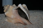 Altolamprologus calvus - White 4_resize