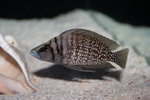 Altolamprologus calvus - White 5_resize