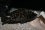 Altolamprologus calvus - White 6_resize